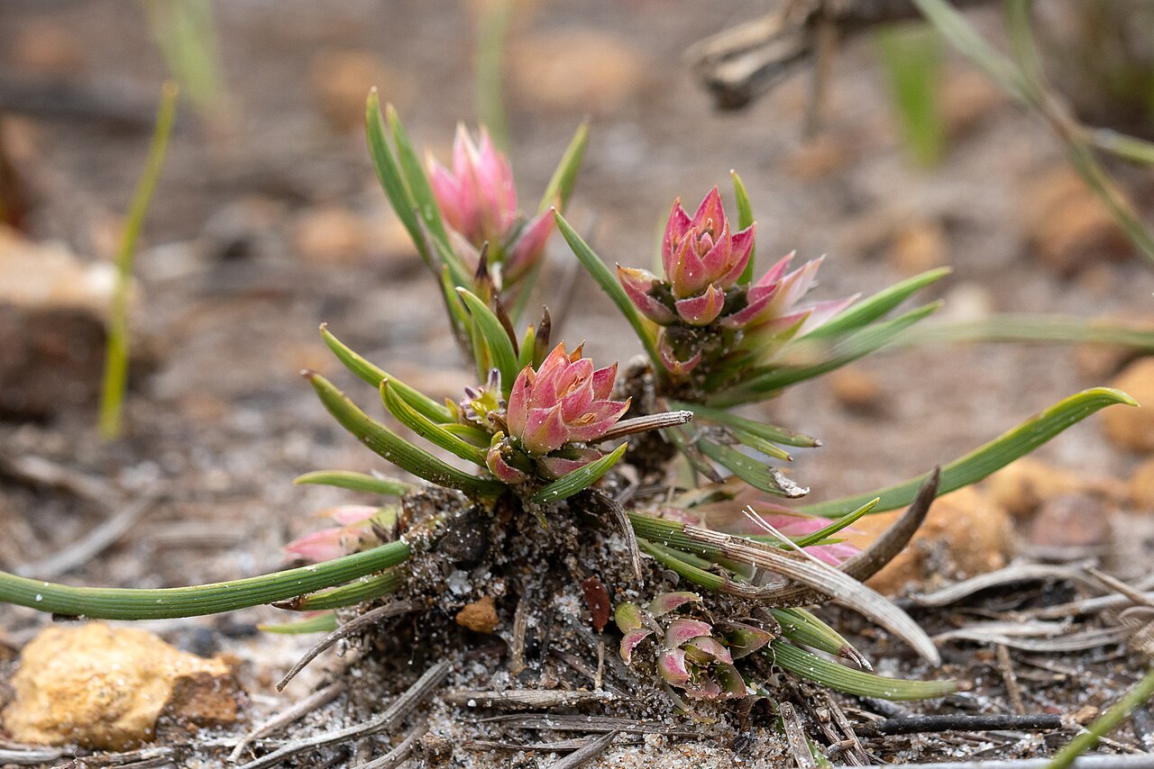Johnsonia acaulis: Johnsonia acaulis in near Lucky Bay Road, in the Cape Le Grand National Park