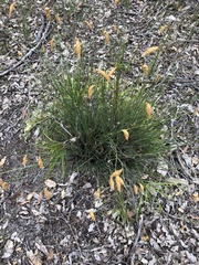 Johnsonia lupulina (Johnsonia lupulina)