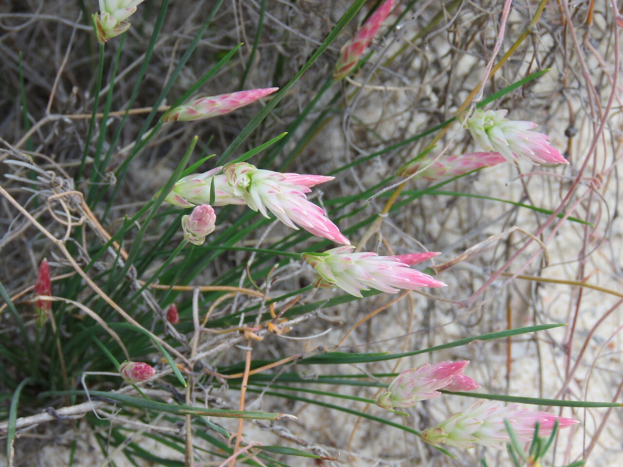 Johnsonia lupulina: A Johnsonia lupulina in Lesueur National Park, Western Australia, located along the path to Mt Lesueur. Note that it could alternatively also be a Johnsonia pub