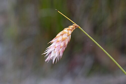 Johnsonia lupulina: Johnsonia lupulina