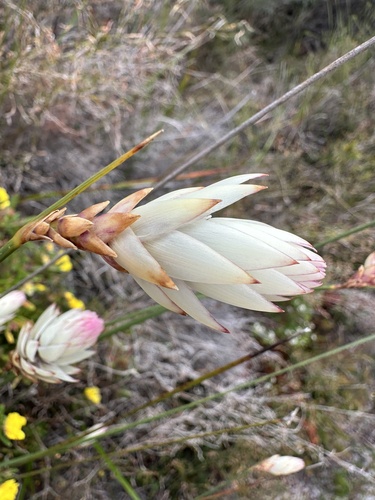 Johnsonia lupulina (Johnsonia lupulina)