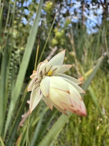 Johnsonia lupulina (Johnsonia lupulina)
