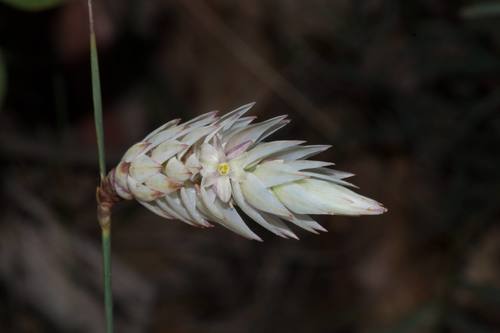 Johnsonia lupulina (Johnsonia lupulina)