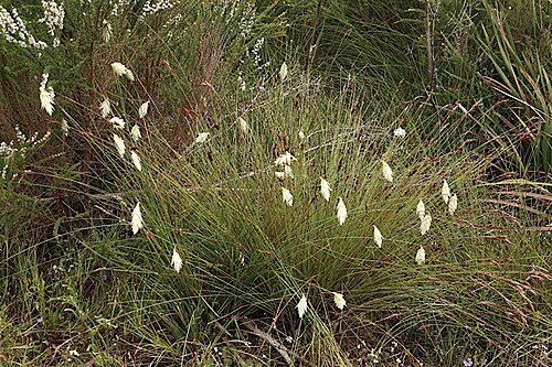 Johnsonia lupulina: Johnsonia lupulina in Walpole Nornalup National Park, Coalmine Beach Road, about 150 m east of junction with road to jetty, Western Australia