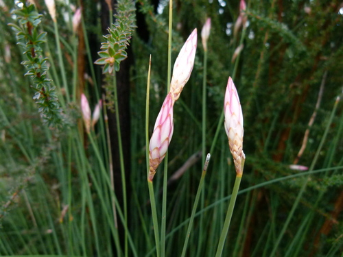 Johnsonia lupulina (Johnsonia lupulina)