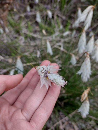 Johnsonia lupulina (Johnsonia lupulina)