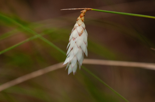 Johnsonia lupulina (Johnsonia lupulina)
