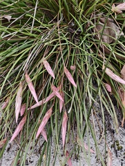 Johnsonia pubescens (Johnsonia pubescens)