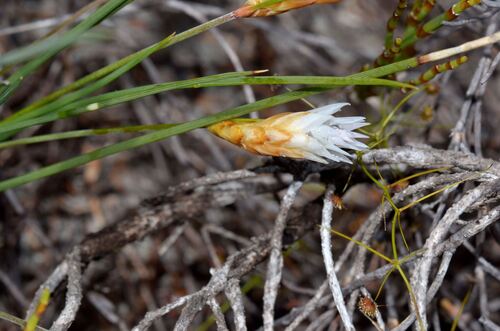 Johnsonia pubescens (Johnsonia pubescens)