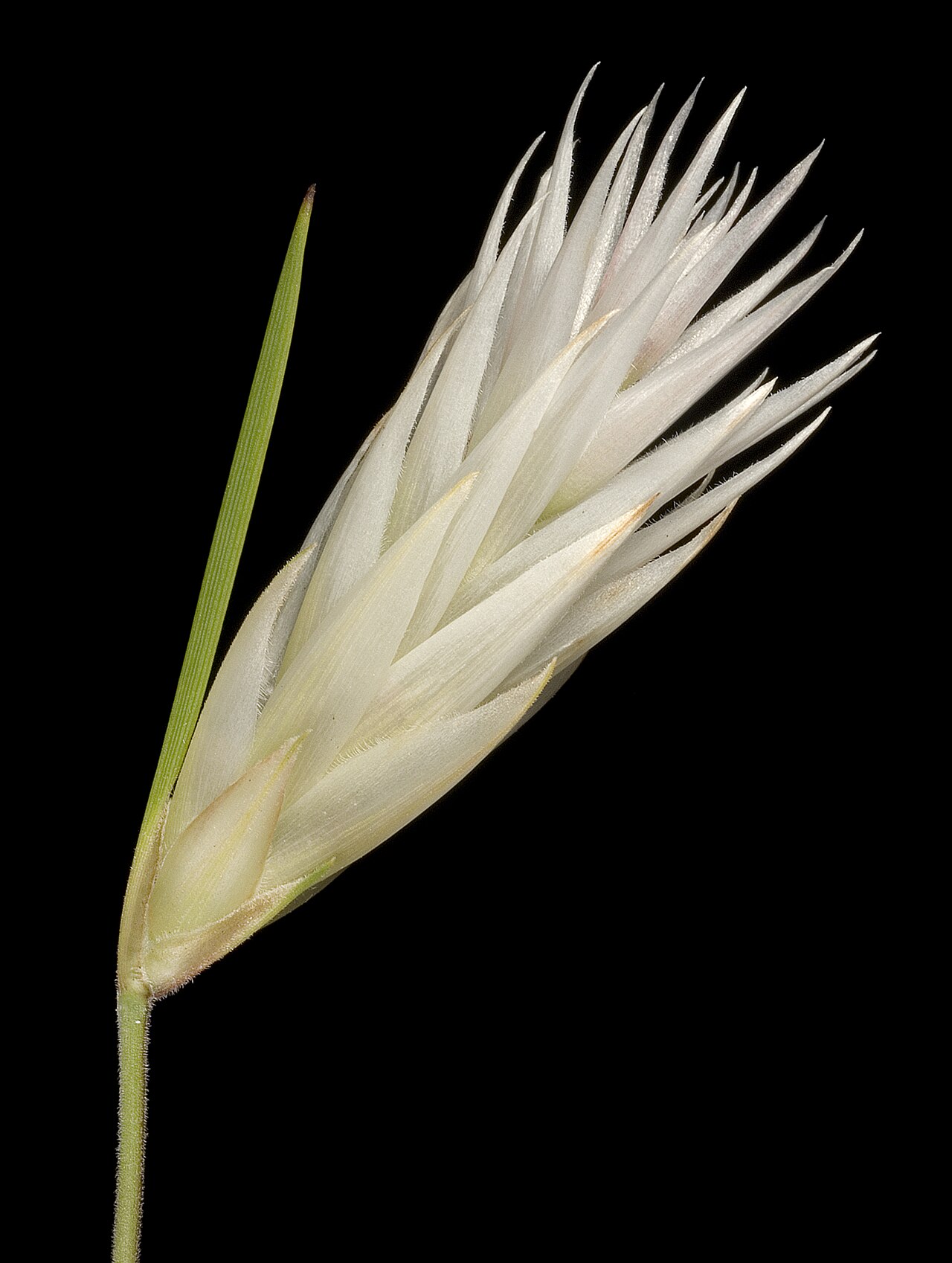 Johnsonia pubescens: KRT3691