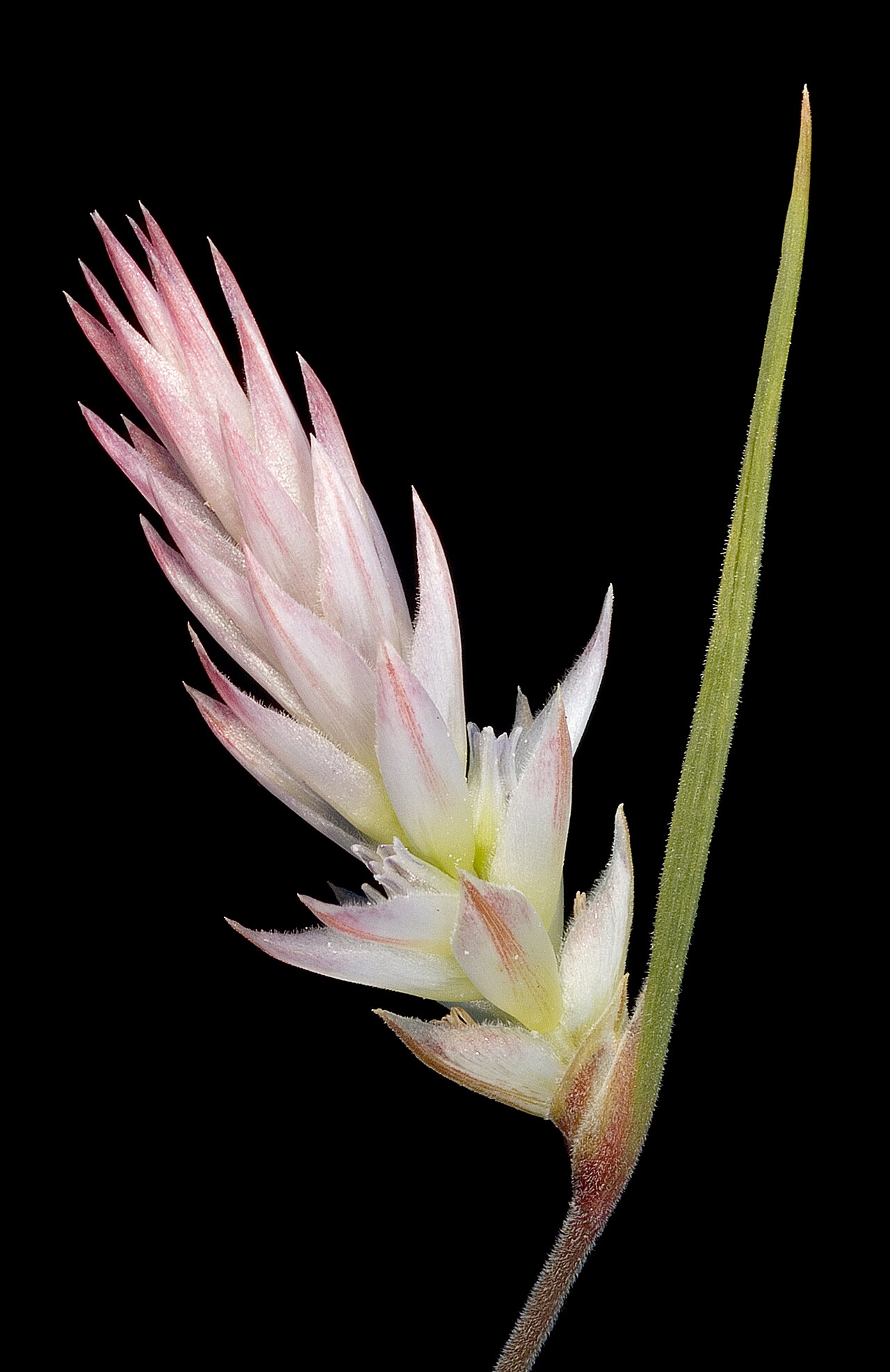 Johnsonia pubescens: KRT3776