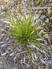 Johnsonia pubescens (Johnsonia pubescens)