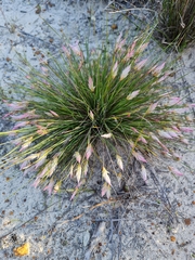 Johnsonia pubescens (Johnsonia pubescens)