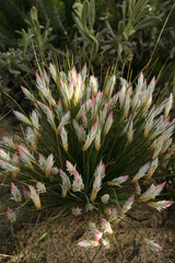 Johnsonia pubescens (Johnsonia pubescens)