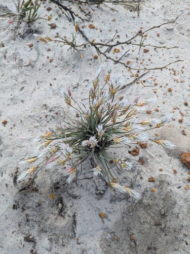 Johnsonia pubescens (Johnsonia pubescens)