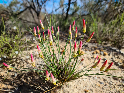 Johnsonia pubescens (Johnsonia pubescens)