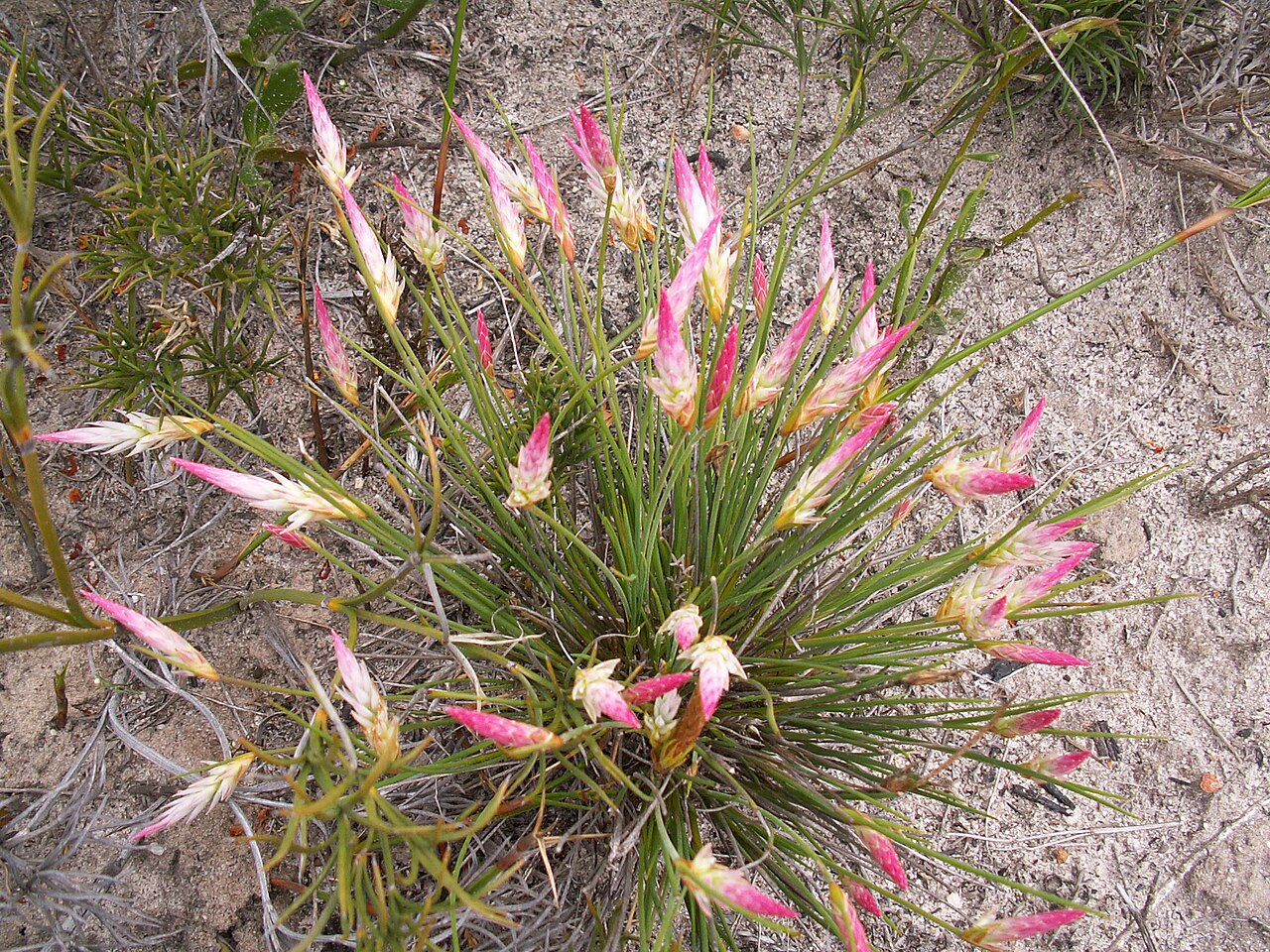 Johnsonia pubescens: Lesueur National Park