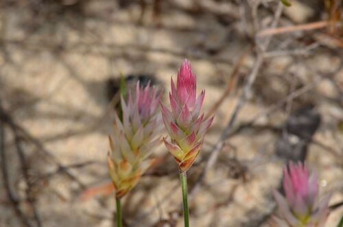 Johnsonia pubescens (Johnsonia pubescens)