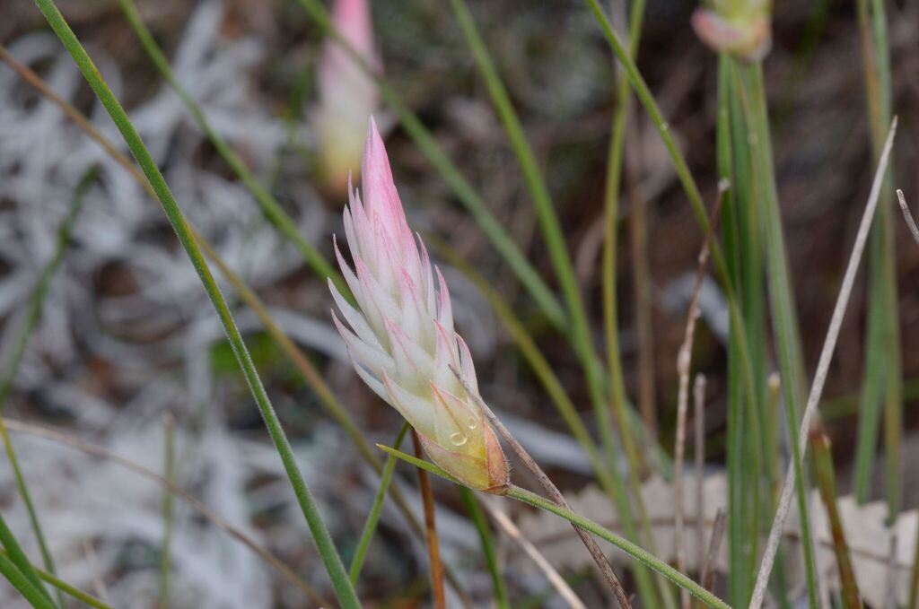 Johnsonia pubescens (Johnsonia pubescens)