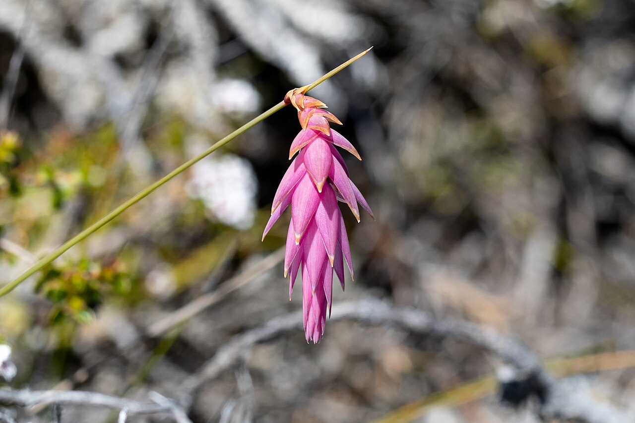 Johnsonia teretifolia: Johnsonia teretifolia near Cheynes Beach