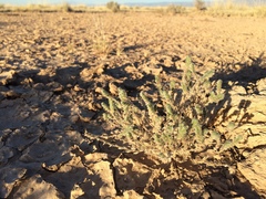 New Mexico cryptantha (Johnstonella albida)