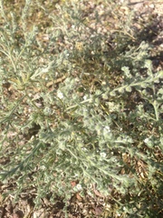 New Mexico cryptantha (Johnstonella albida)