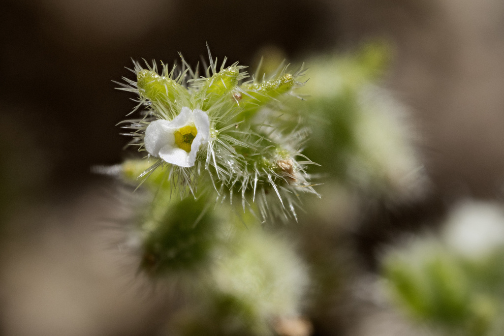 New Mexico cryptantha (Johnstonella albida)
