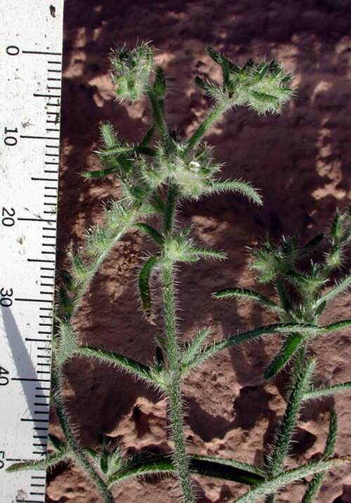 Panamint cryptantha: Cryptantha angustifolia , Narrow-leaf Popcorn Flower. Notice the stiff, bristly hairs, the scorpioid inflorescence, and very small white flowers. Phoenix,Marico