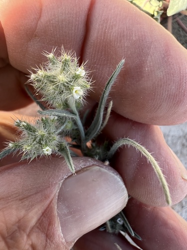 Ribbed cryptantha (Johnstonella costata)