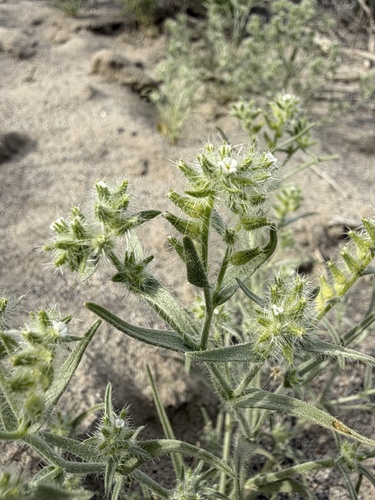 Ribbed cryptantha (Johnstonella costata)