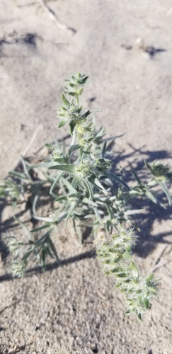 Ribbed cryptantha (Johnstonella costata)