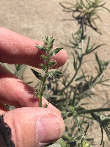 Ribbed cryptantha (Johnstonella costata)