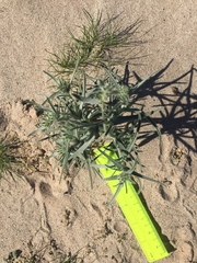 Ribbed cryptantha (Johnstonella costata)