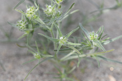 Ribbed cryptantha (Johnstonella costata)