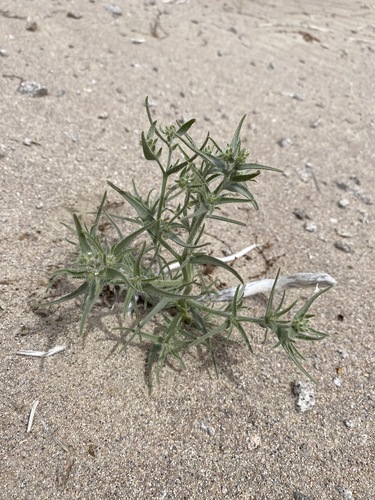 Ribbed cryptantha (Johnstonella costata)