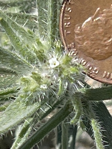Ribbed cryptantha (Johnstonella costata)