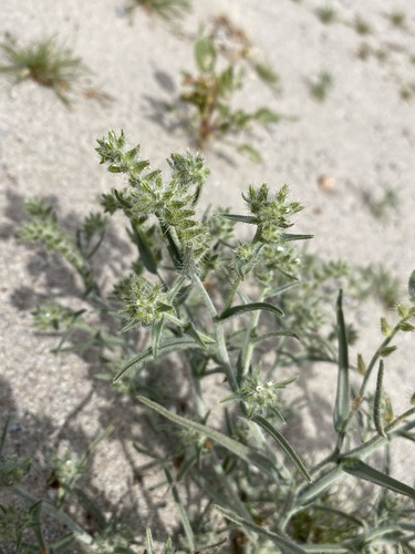 Ribbed cryptantha (Johnstonella costata)