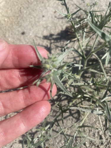 Ribbed cryptantha (Johnstonella costata)