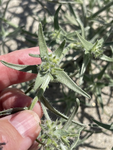 Ribbed cryptantha (Johnstonella costata)
