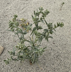 Ribbed cryptantha (Johnstonella costata)