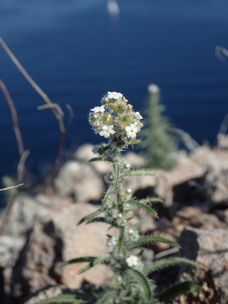 Johnstonella fastigiata (Johnstonella fastigiata)