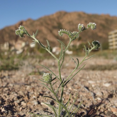 Johnstonella grayi (Johnstonella grayi)