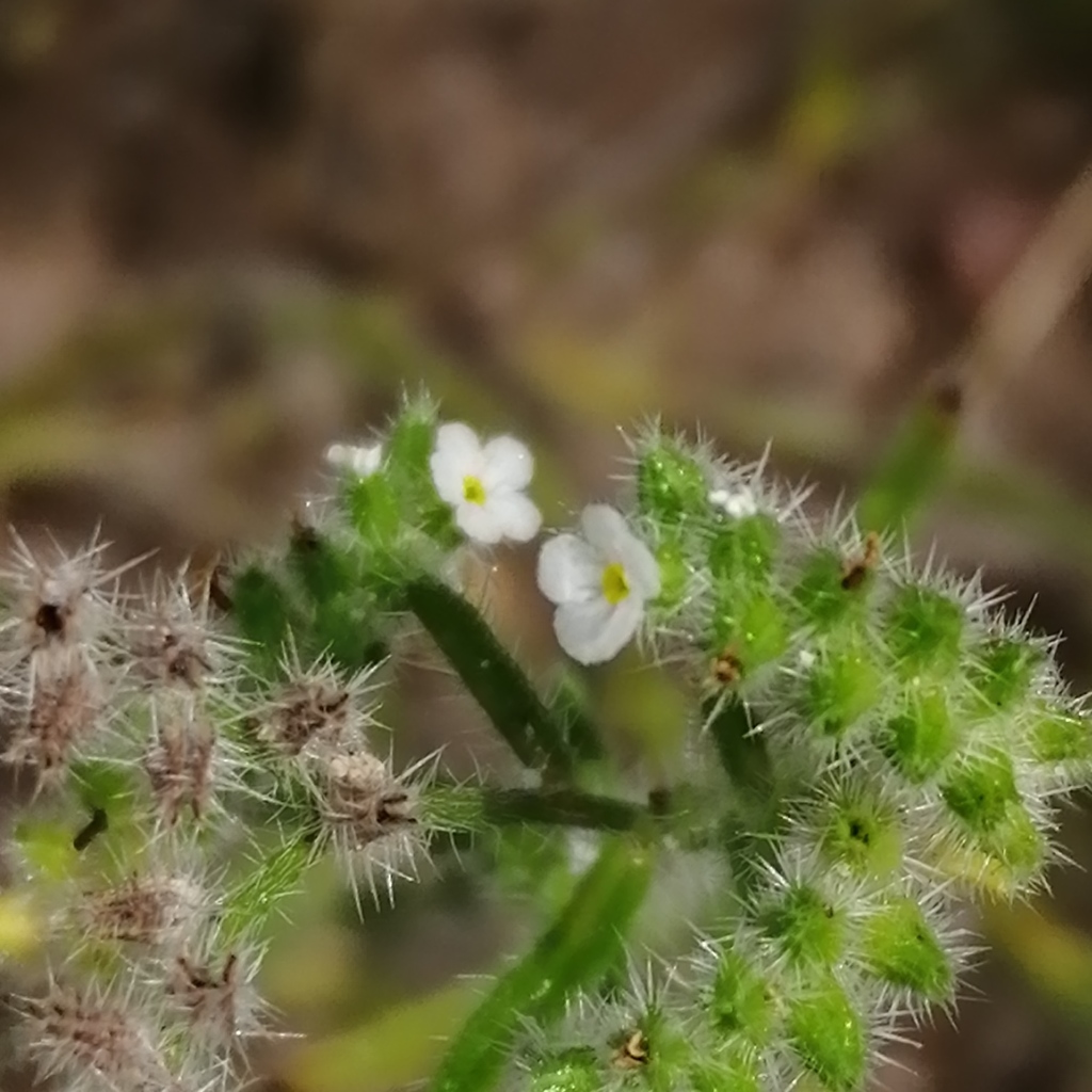 Johnstonella grayi (Johnstonella grayi)