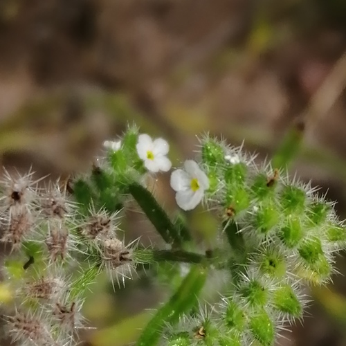 Johnstonella grayi (Johnstonella grayi)