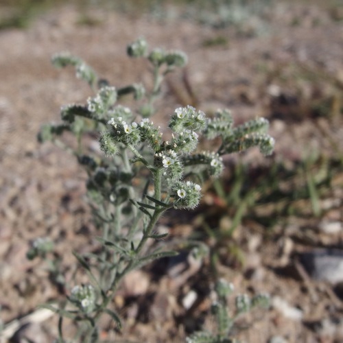 Johnstonella grayi (Johnstonella grayi)