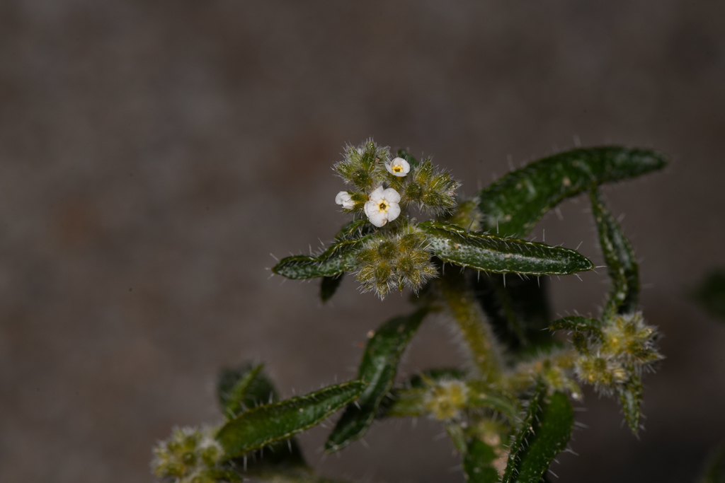 Winged cryptantha (Johnstonella holoptera)