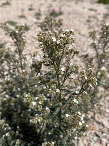Winged cryptantha (Johnstonella holoptera)