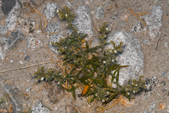 Winged cryptantha (Johnstonella holoptera)