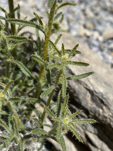 Winged cryptantha (Johnstonella holoptera)