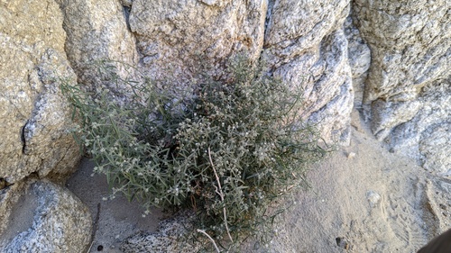 Bushy cryptantha (Johnstonella racemosa)